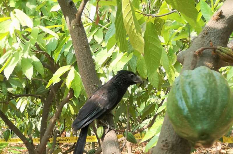 Aves y murciélagos aseguran rendimientos para productores de cacao en el norte de Perú