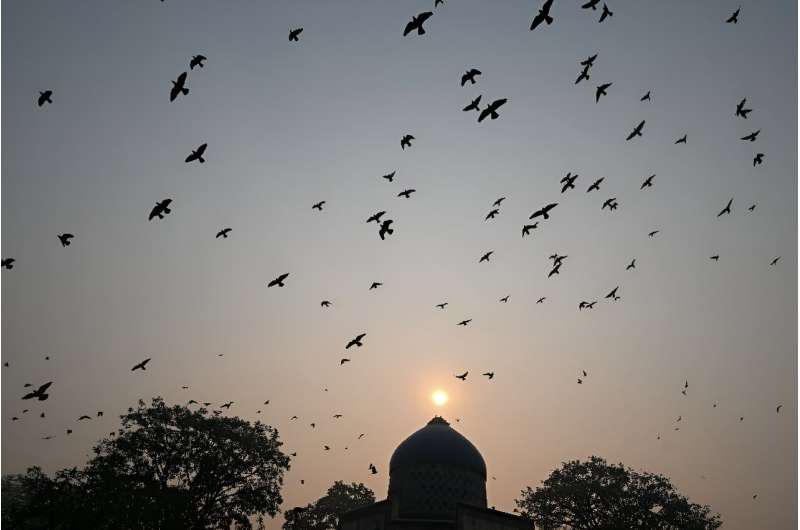 Birds fly above New Delhi's Sabz Burj tomb during heavy smog on November 13