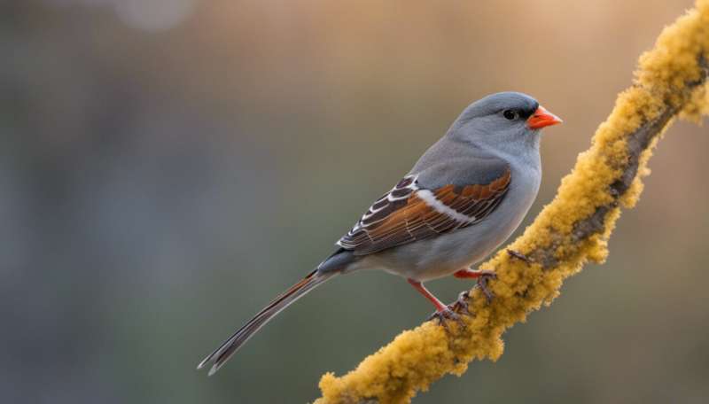 Birdsong isn’t just competition for mates or territory—zebra finches sing to bond