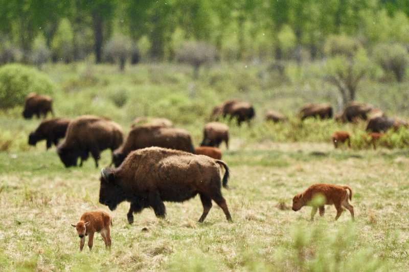 Bison wander in a field on the Tsuut'ina Nation near Calgary, Canada