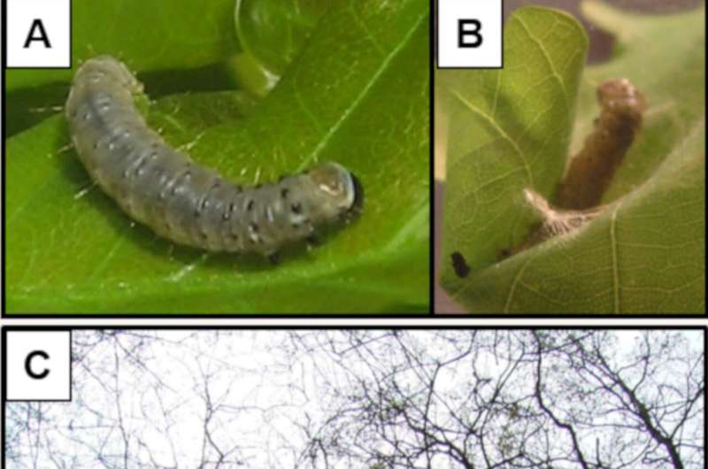 Bitter substances spoil the appetite of oak moth caterpillars