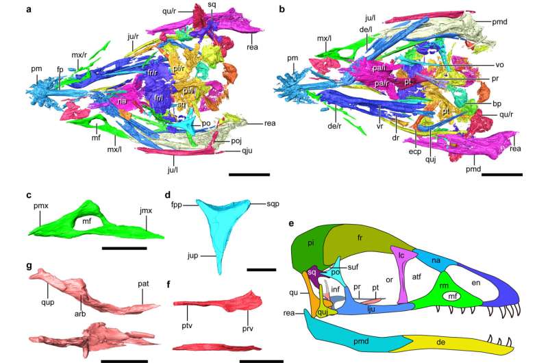Bizarre cretaceous bird from China shows evolutionarily decoupled skull and body