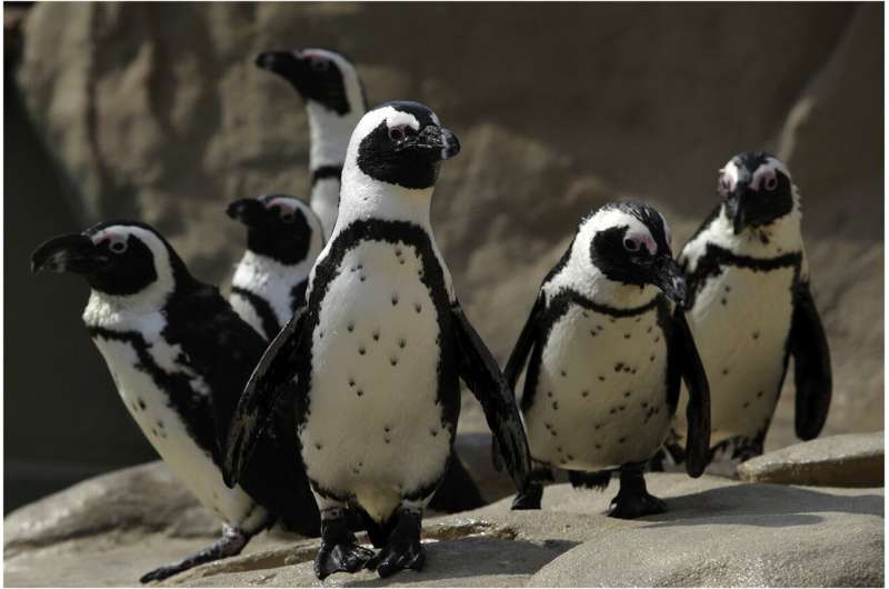 Black dots on white fronts of African penguins may help them tell one another apart