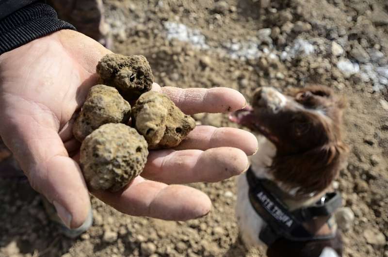Black truffles are one of the most exclusive and expensive delicacies on the planet