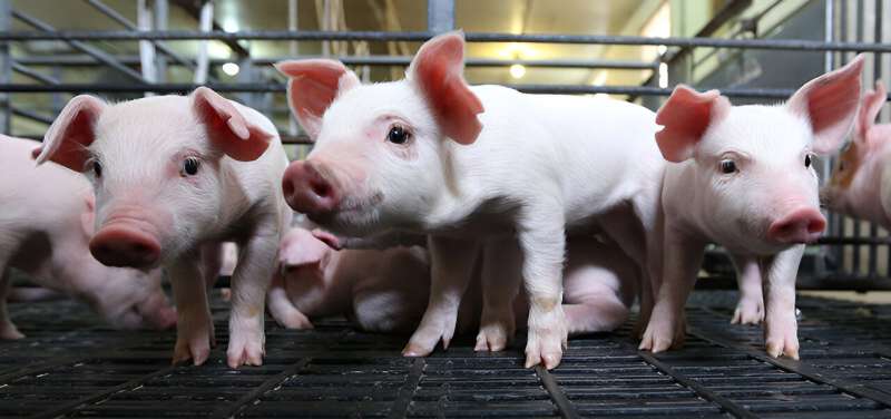 Blending statistical studies of piglet gut bacteria reveals patterns at key growth stages