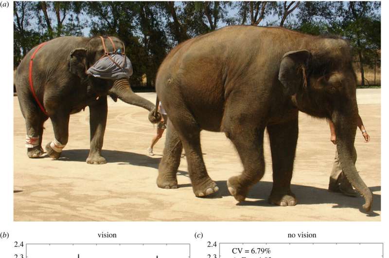 Blindfolded elephant experiments suggests the animals rely on eyesight to maintain balance