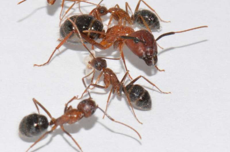 Blood-brain barrier governs ant behavior by altering hormone levels