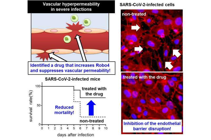 Blood vessel protein reduces mortality in infectious disease