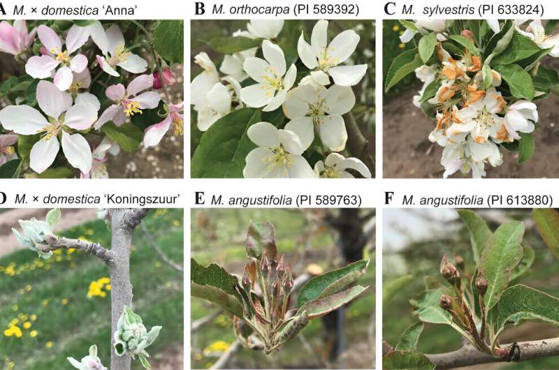 Bloom times vary in malus species due to floral development rate
