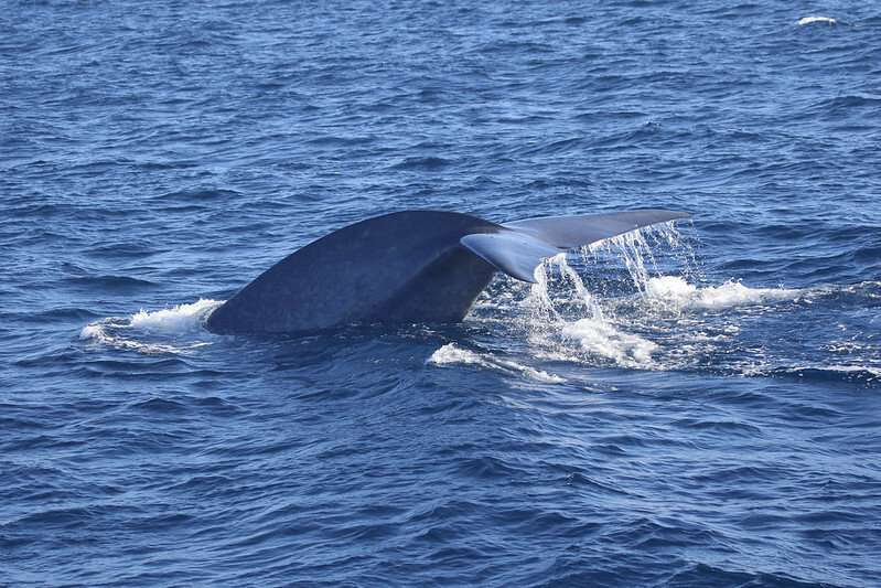 Blue whale foraging and reproduction are related to environmental conditions, study shows