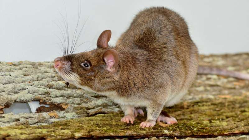 Bomb-sniffing rodents undergo ‘weird’ vaginal transformations