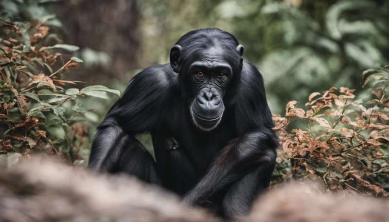 Bonobos and chimps: What our closest relatives tell us about humans