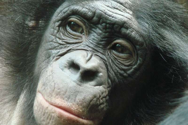 Bonobos grow similarly to humans