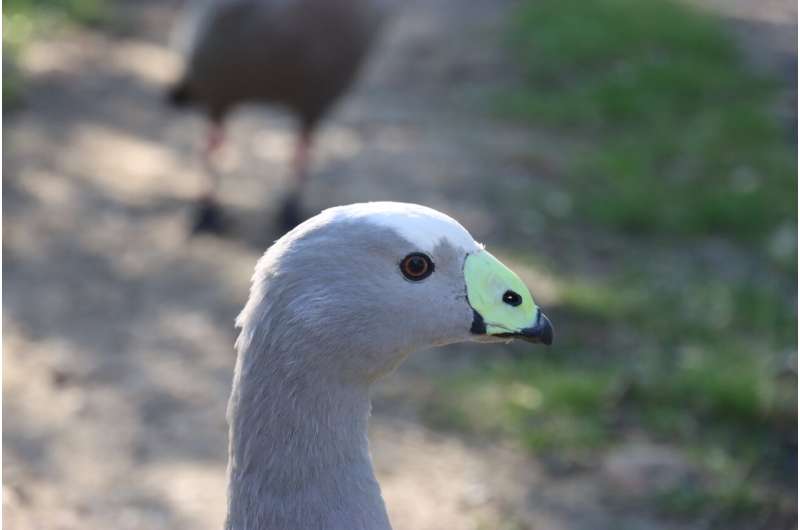 Boo to a goose - new animal behaviour tech aims to save wildlife