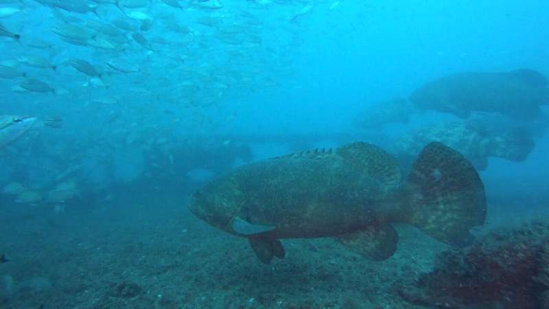 Boom! Detecting gregarious goliath groupers using their low-frequency pulse sounds