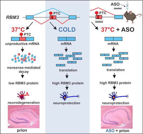 Boosting 'cold shock' protein in the brain without cooling protects mice against neurodegenerative disease