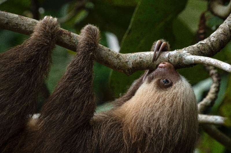 Both the two-toed (Choloepus Hoffmanni) and three-toed sloth (Bradypus variegatus) have seen their populations decline, accordin