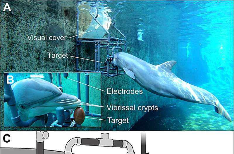 Un estudio muestra que los delfines mulares pueden sentir campos eléctricos