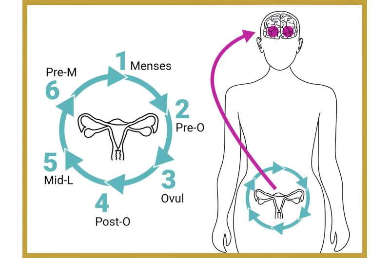 Brain regions important for memory, perception are remodeled during the menstrual cycle