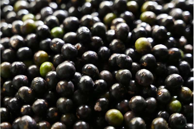 Brazilian exports of acai and its derivatives surged from 60 kilograms in 1999 to more than 15,000 tonnes in 2021