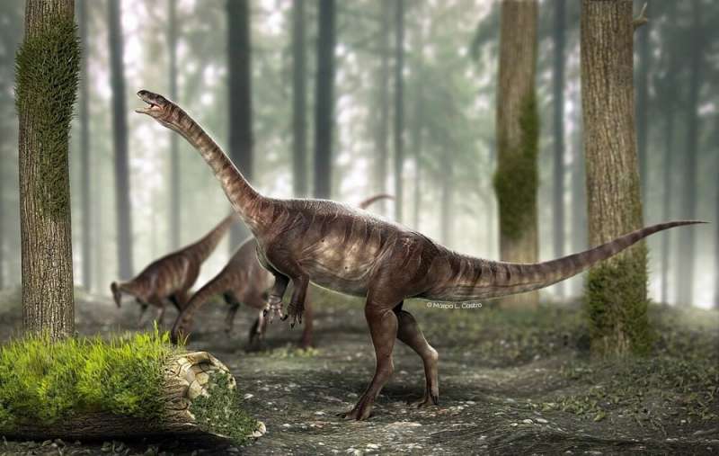 Brazilian fossil provides earliest evidence of evolutionary trait that enabled dinosaurs to become giants