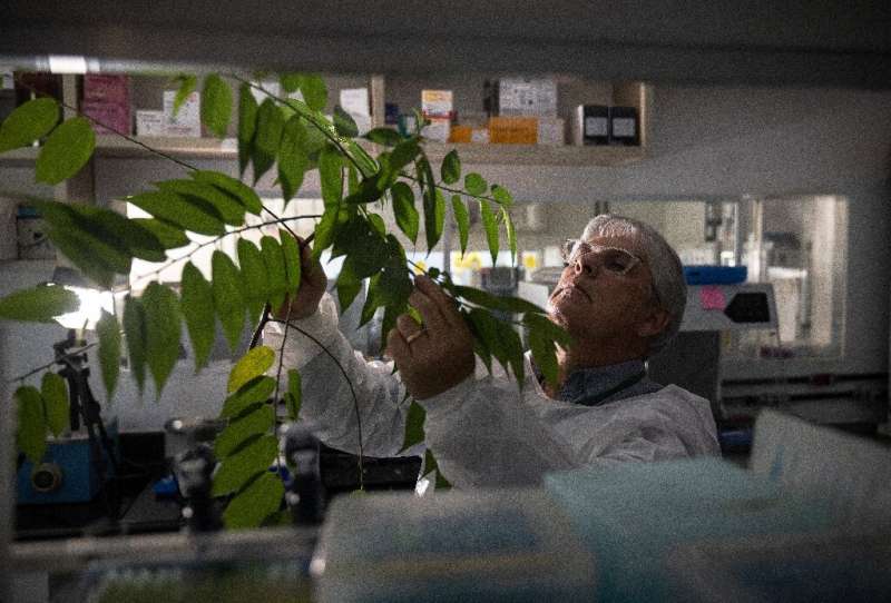 Brazilian molecular biologist Rodrigo Moura Neto inspects a plant that contains CBD, which can be used to treat epilepsy and crh
