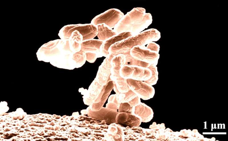 Brazilian researchers investigate diversity of E. coli bacteria in hospitalized patients