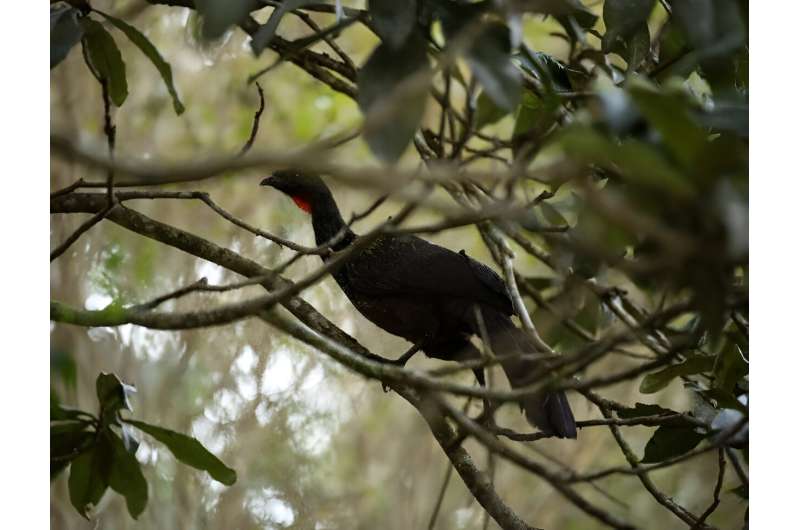 Brazil's jacu birds were originally seen as hungry pests feeding on precious coffee crops -- until farmers realized they instinc