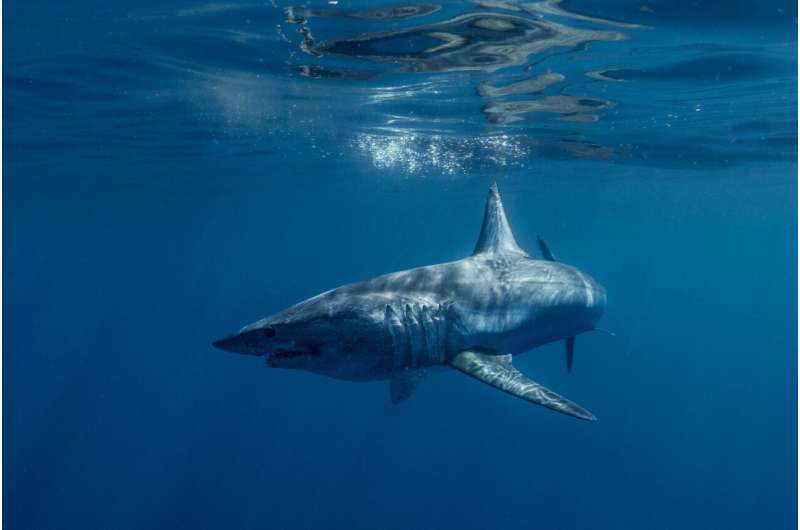 Breakthrough as scientists sequence the genomes of endangered sharks