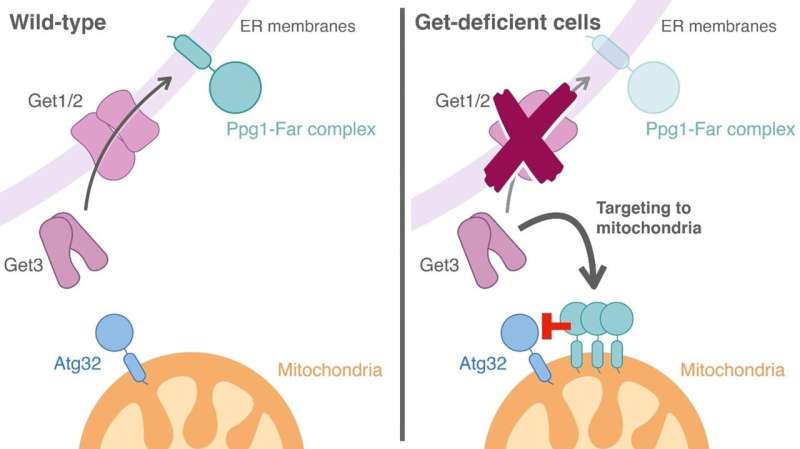 Breakthrough in mitochondrial regulation