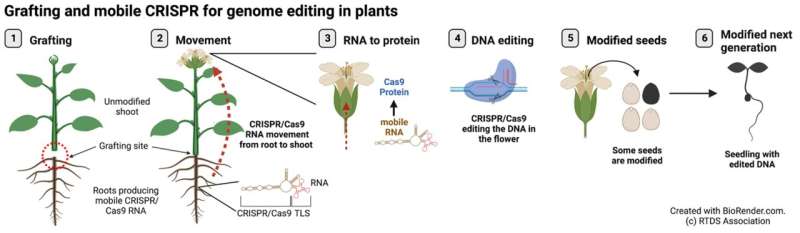 Breakthrough in plant breeding: Grafting and mobile CRISPR for genome editing in plants