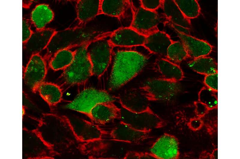Breast cancer cells' self-sacrificial behaviour uncovered as potential cause of relapse