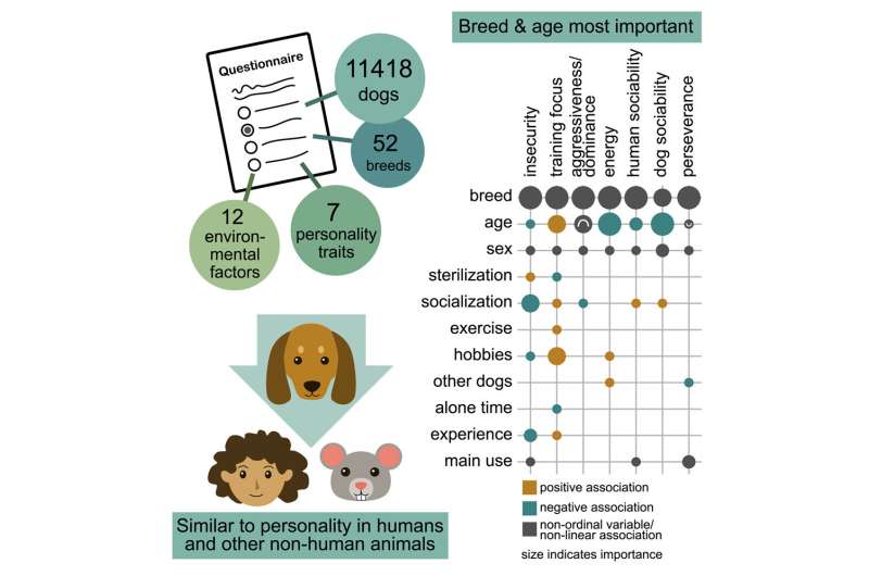 Breed, age and puppyhood socialisation linked to canine personality