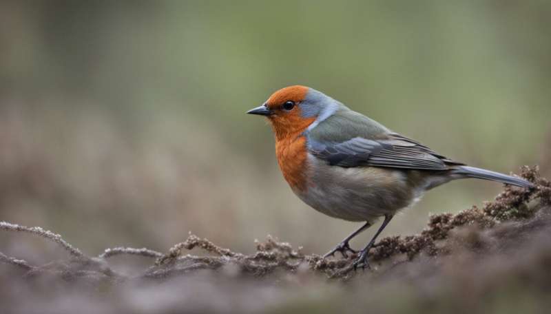 Britain has lost 73 million birds over the last 50 years