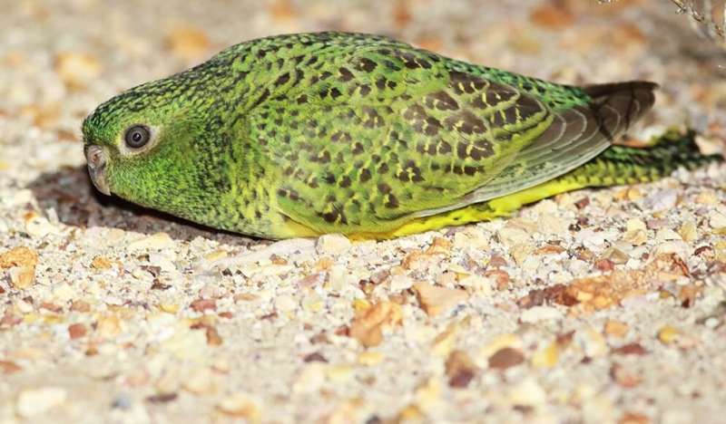 British museum specimen gives insights into Australia's rare Night Parrot