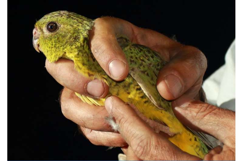 British museum specimen gives insights into Australia's rare Night Parrot