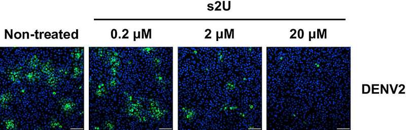 Broad-spectrum antiviral candidate targets dengue and SARS-CoV-2