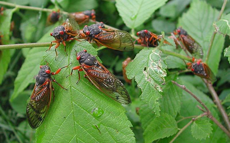 Broadband buzz: Periodical cicadas' chorus measured with fiber optic cables