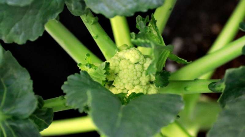 Broccoli looks more like cauliflower in warmer world
