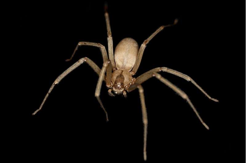 Brown recluse spider: Fact vs. fiction and tips for prevention