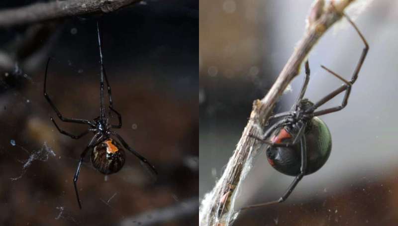 Brown widow spiders' aggression likely driver of black widow decline
