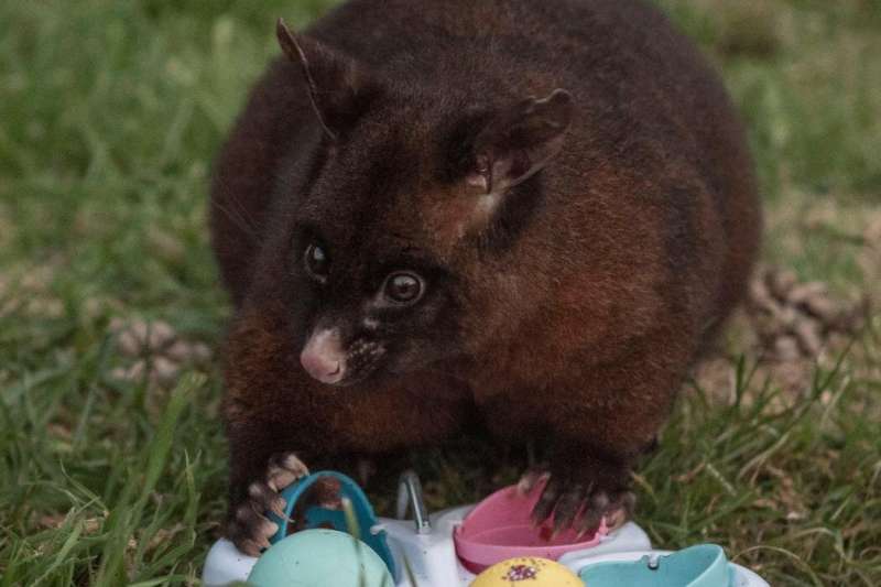 Brushtail possums can learn from their peers, researcher finds