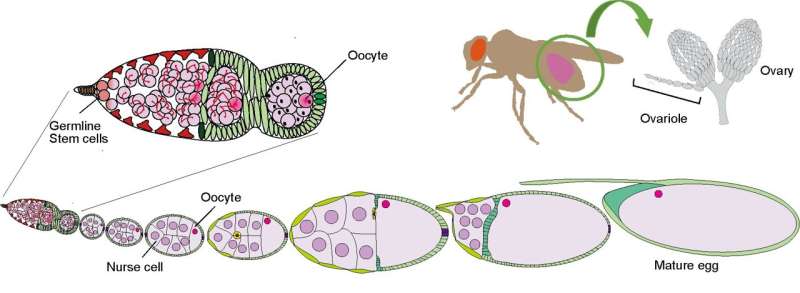 Bugs that help bugs: How environmental microbes boost fruit fly reproduction