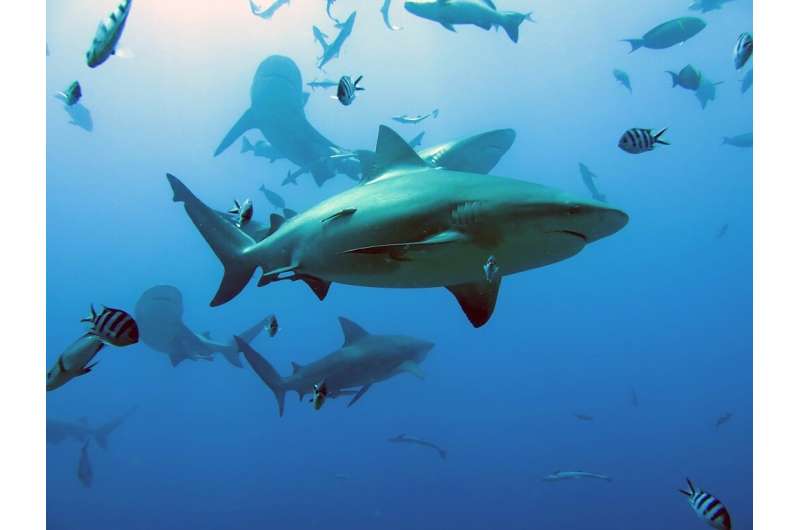 Bull sharks in the waters off Fiji