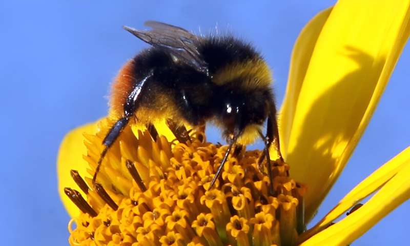 Bumble tumble: Many of Europe's bees which are not currently threatened could become endangered in the coming decades
