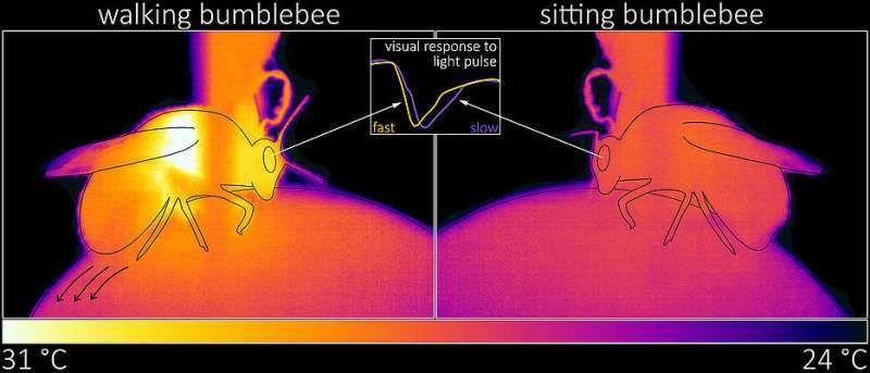 Bumblebees experience better vision through movement 