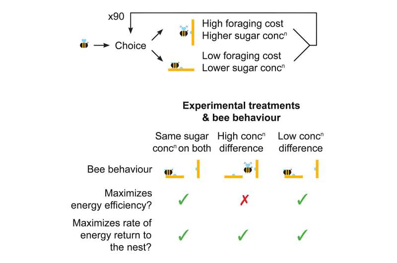 Bumblebees visit flowers with more difficult-to-access nectar for immediate benefit to the colony