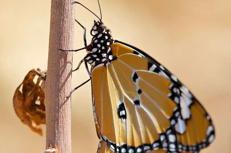 Butterflies and moths have ancient 'blocks' of DNA
