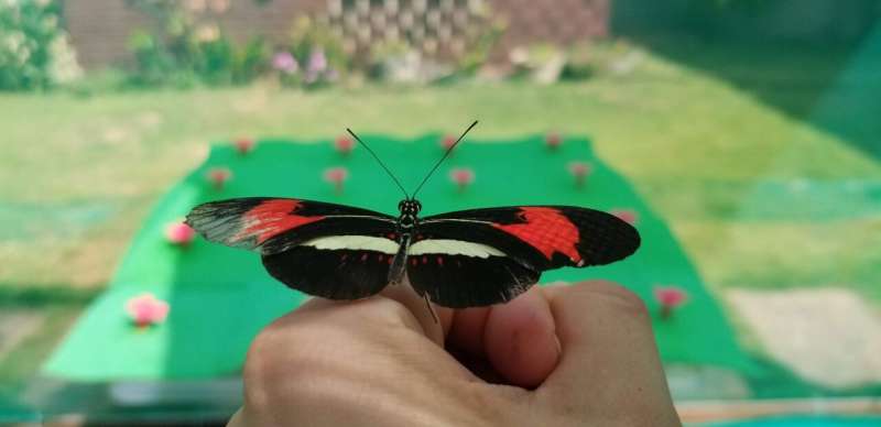 Butterflies can remember where things are over sizeable spaces, new study finds