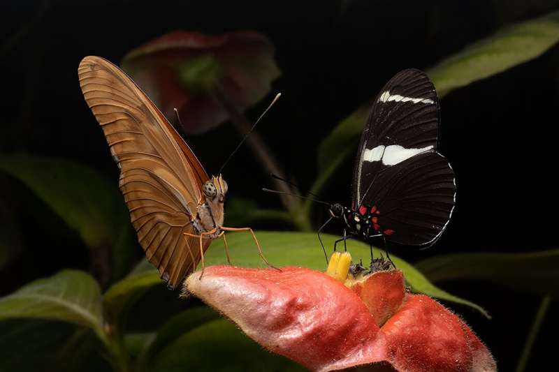 Butterfly species' big brains adapted giving them a survival edge, study finds